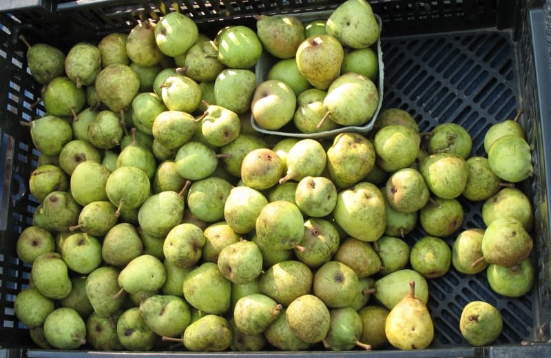 Farmer harvesting fresh produce in organic farm