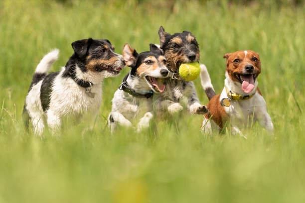 Dog playing in park